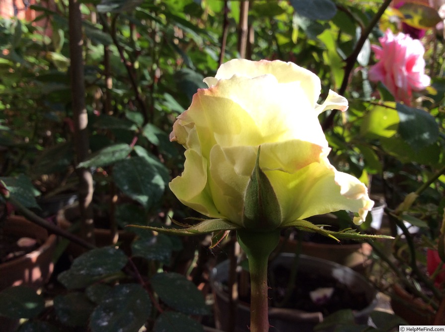 'Diamond Wedding (floribunda, Rawlins before 2020)' rose photo