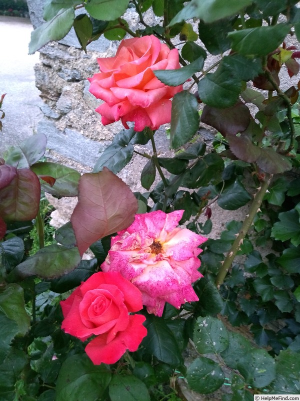 'Christophe Colomb ® (hybrid tea, Meilland, 1992)' rose photo