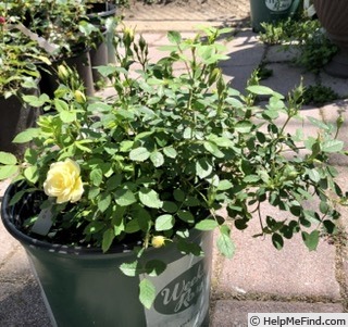 'MMILC3CAMP' rose, click to enlarge 'MMILC3CAMP' rose photo