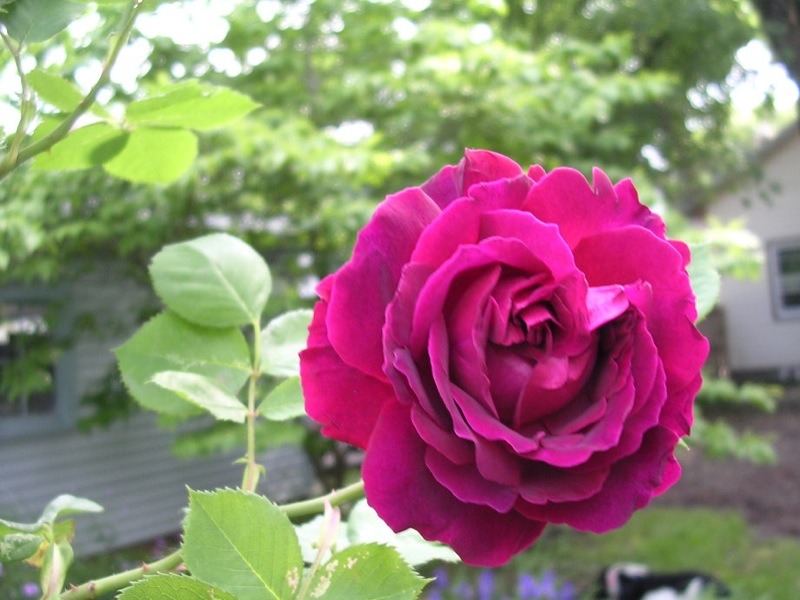 'Eugène Fürst' rose photo