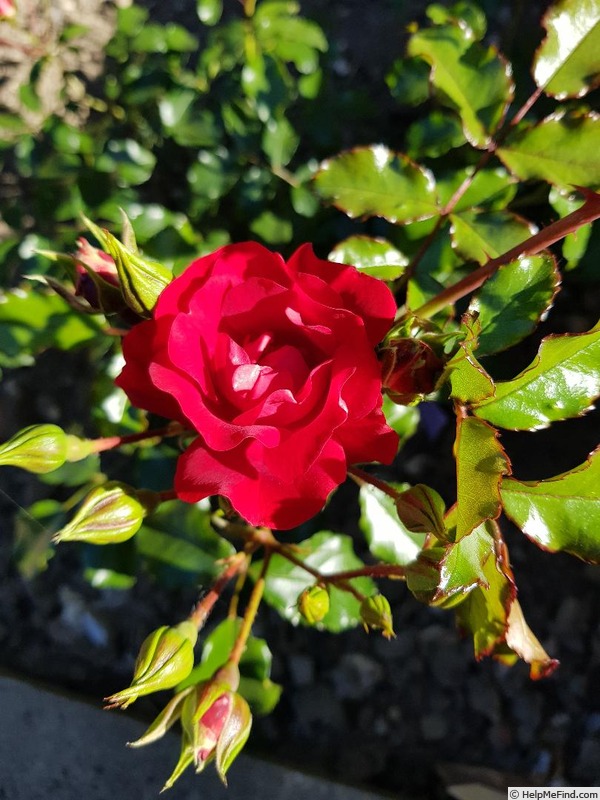 'Moraya Rouge®' rose photo