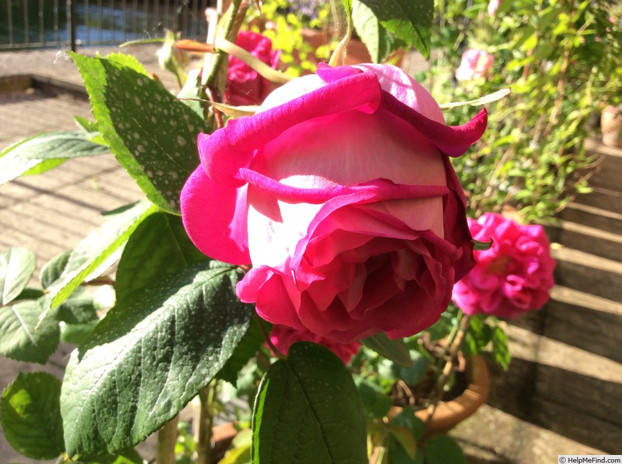 'Parfum de l'Hay' rose photo