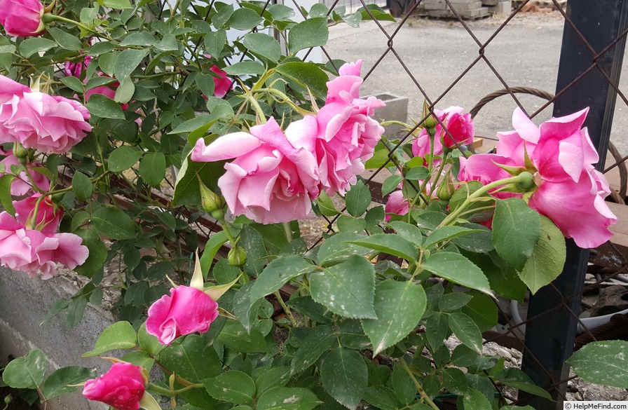 'Madame Grégoire Staechelin' rose photo
