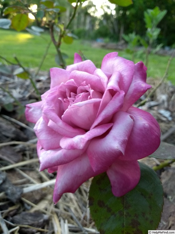 'Orchid Masterpiece' rose photo