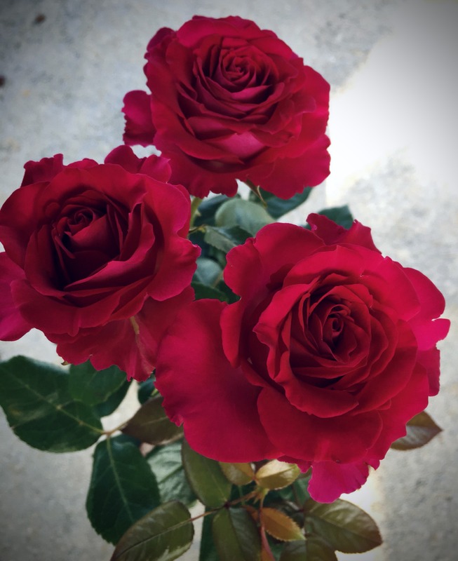 'Belles Rives ®' rose photo