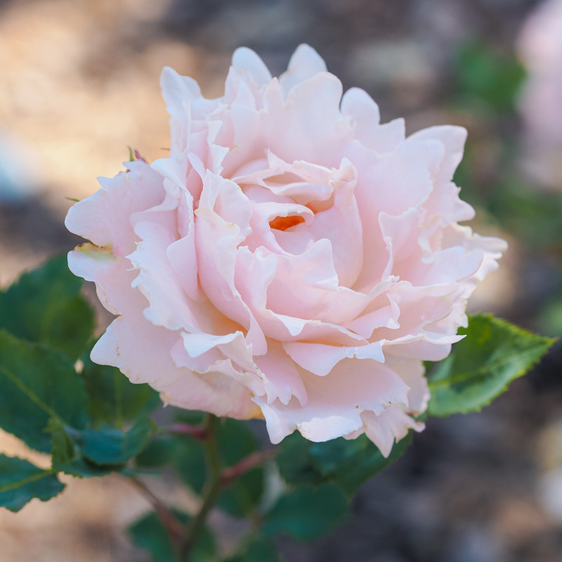 'Sophie Rochas ®' rose photo