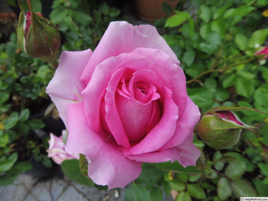 'Claire Marshall' rose photo