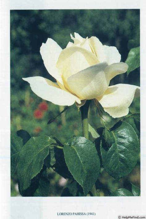 'Lorenzo Pahissa' rose photo