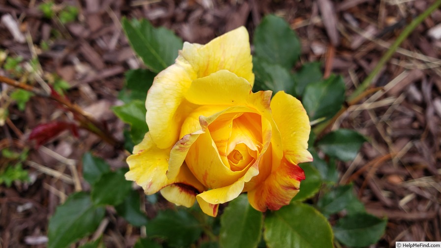 'La Park' rose photo