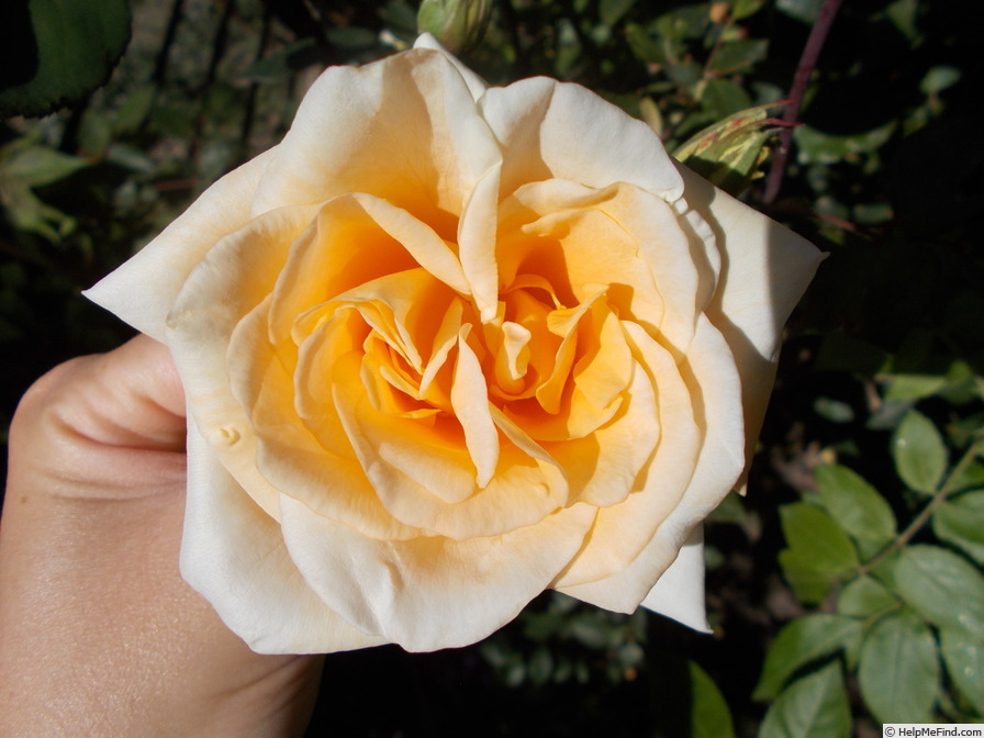 'Lady Hillingdon (Tea, Lowe & Shawyer, 1910)' rose photo