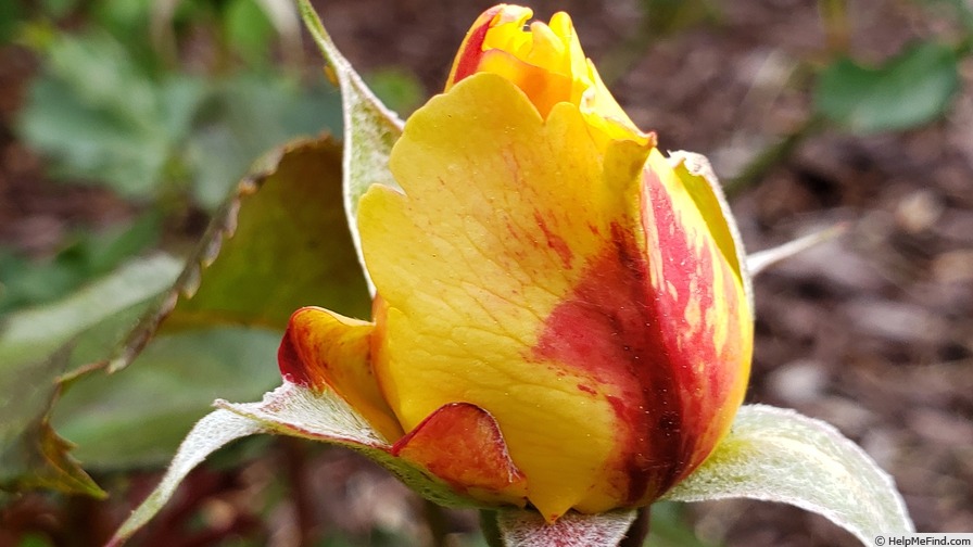 'La Park' rose photo