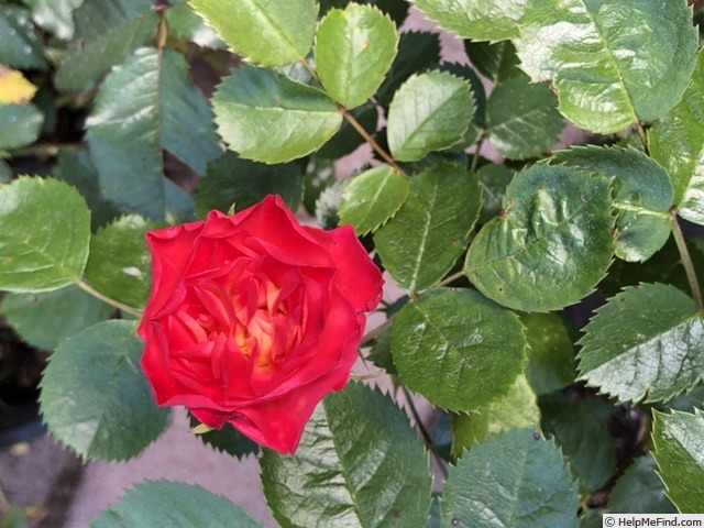 'WGAL' rose photo