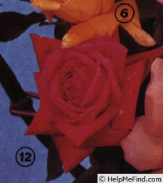 'Karl Herbst' rose photo