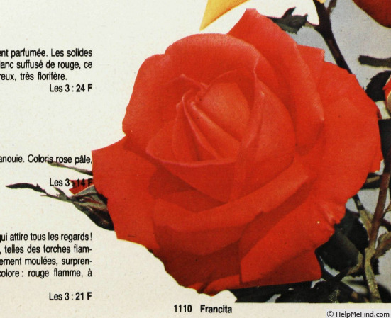 'Francita ®' rose photo