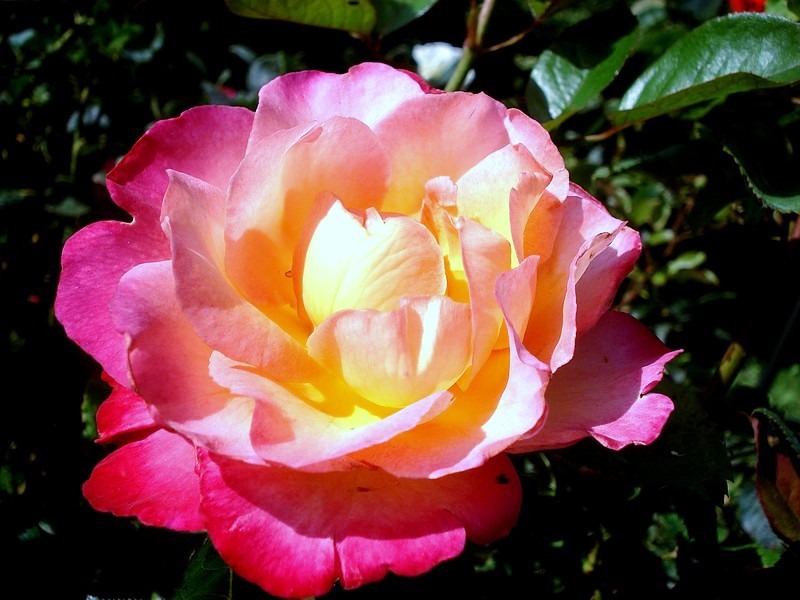 'Starion ® (hybrid tea, Dorieux before 1987)' rose photo