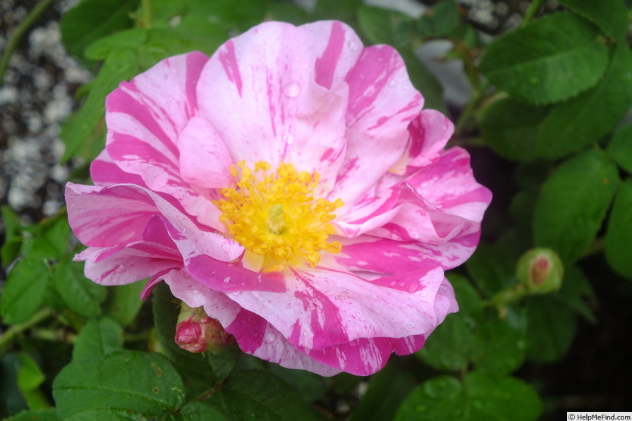 'Rosa Mundi (gallica, before 1658)' rose photo