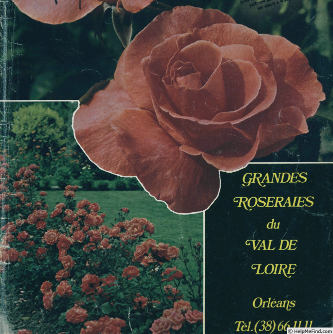'Nana Mouskouri ® (floribunda, Grandes Roseraies, 1974)' rose photo