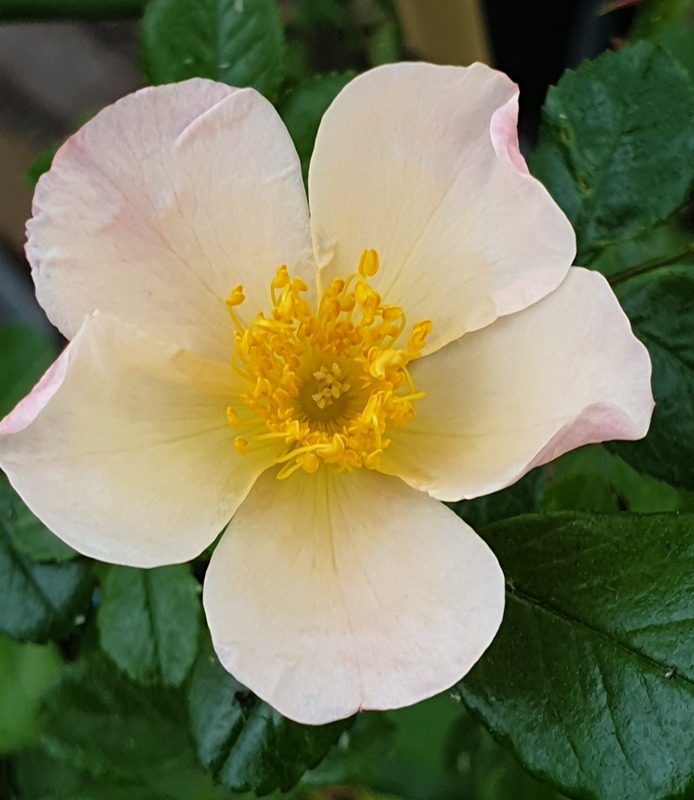 'Pruwich' rose photo
