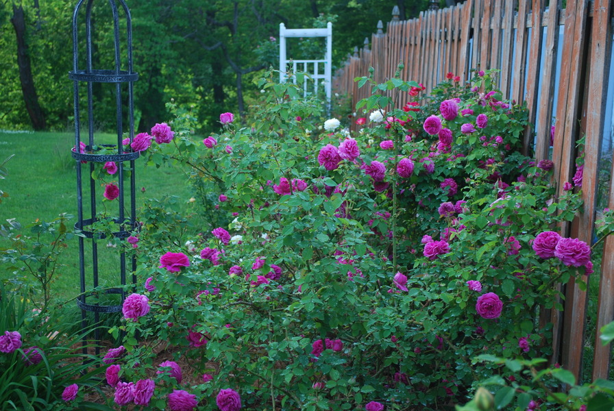 'Robert's Roses'  photo