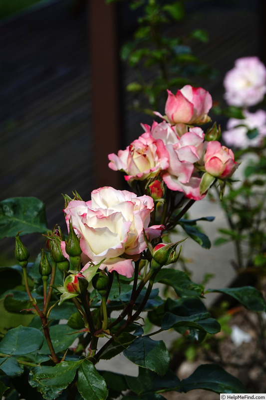 'La Garçonne ®' rose photo