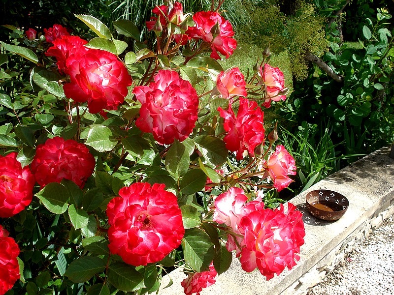 'Novaïa ®' rose photo