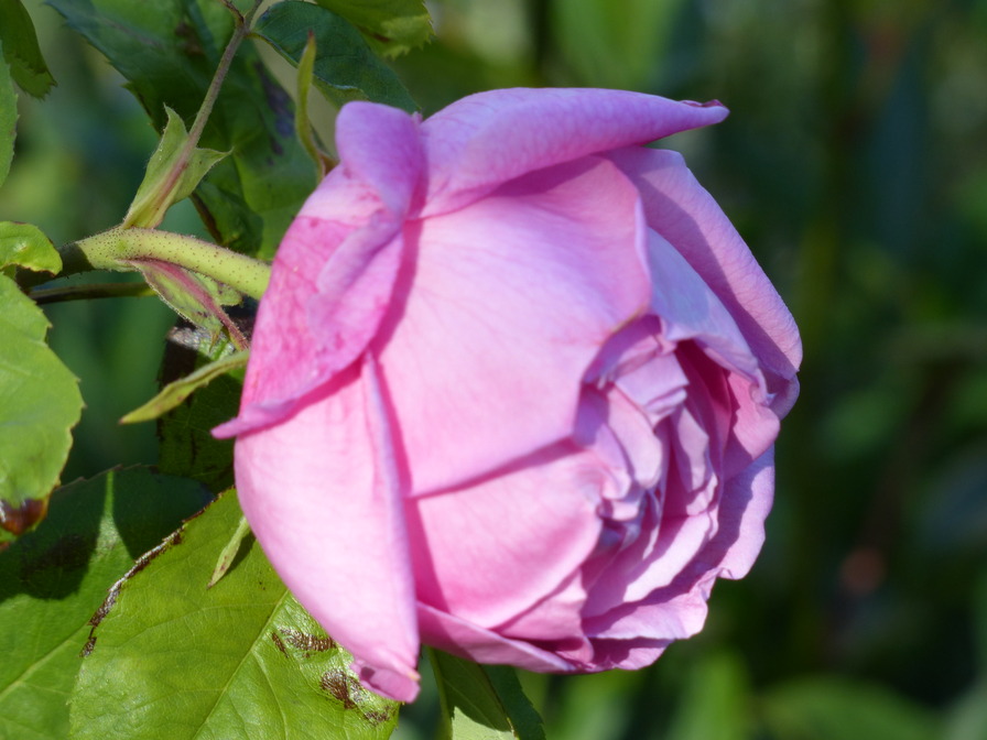 'Mademoiselle Honorine Duboc (Hybrid Perpetual, Duboc, 1894)' rose photo