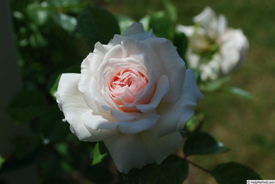 'Honeymoon ™ (climber, Kordes, 2002/12)' rose photo