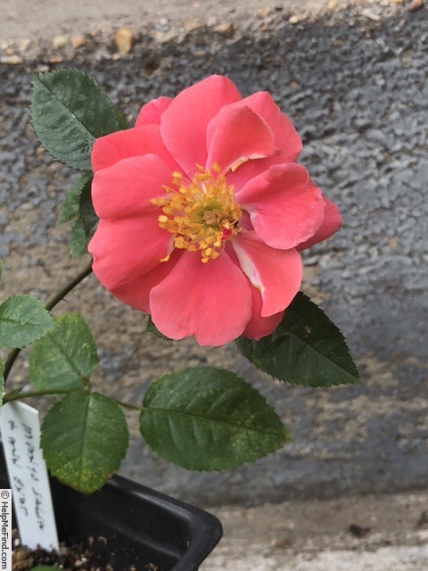 'OEMSAE1' rose photo