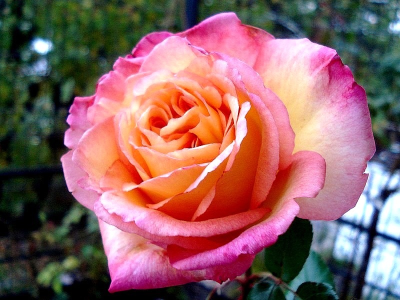 'Roberto Alagna ®' rose photo