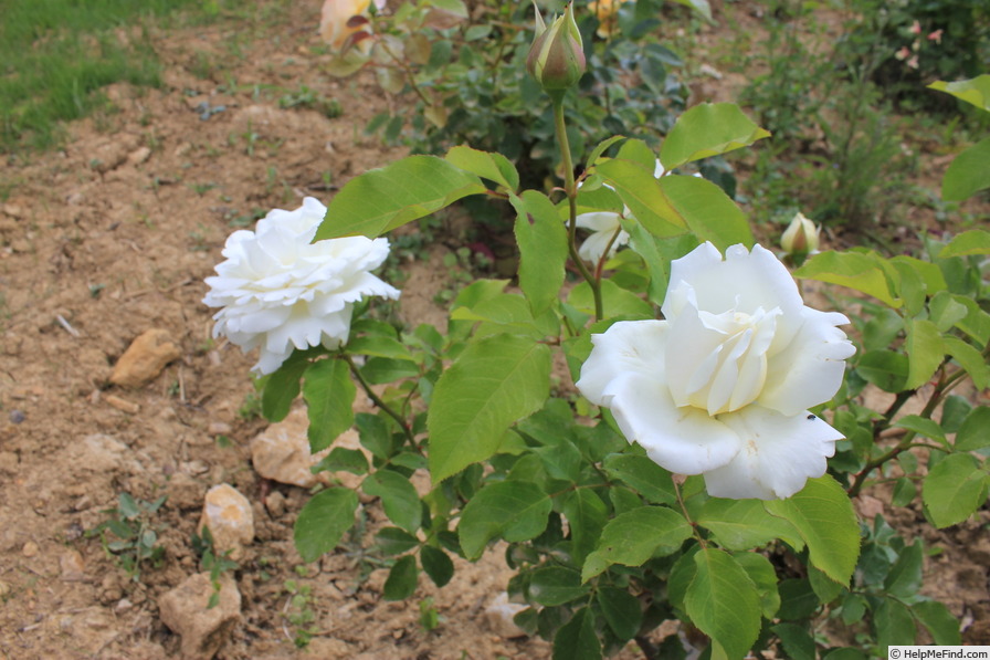 'Patrick Sobral ®' rose photo