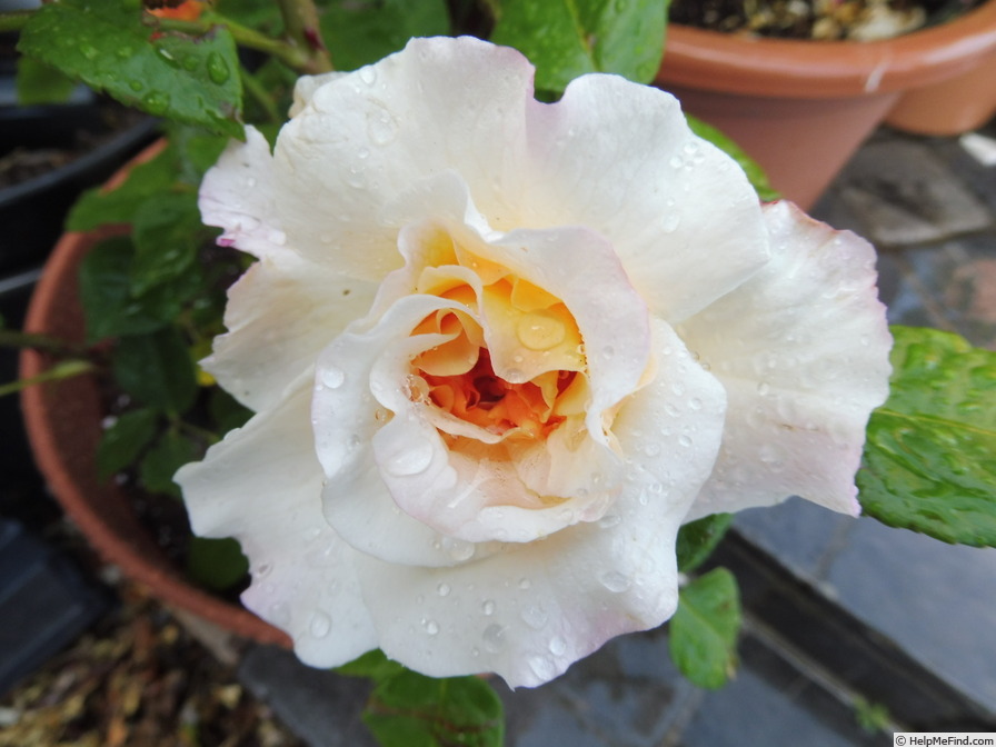 'Miss Fine ®' rose photo