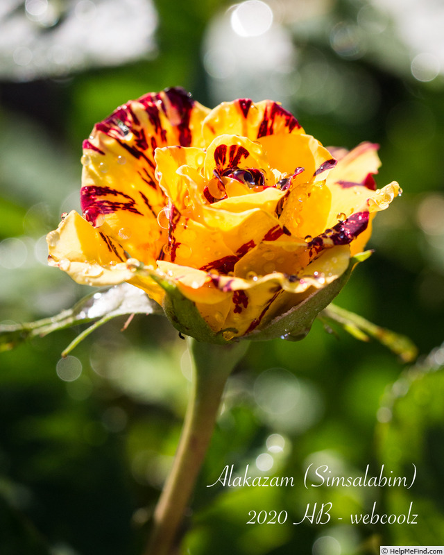 'Alakazam' rose photo
