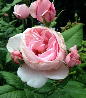 'Nahéma' rose photo