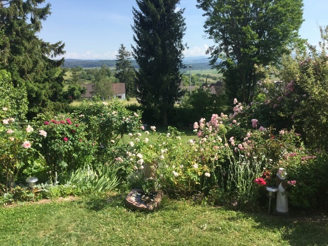 'Fraggle's Garden'  photo