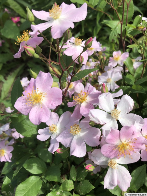 'Dancing Gwen' rose photo