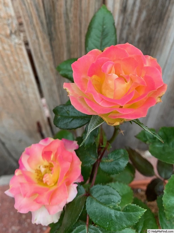 'True Sincerity' rose photo