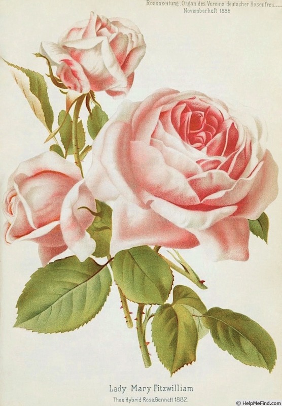'Lady Mary Fitzwilliam' rose photo