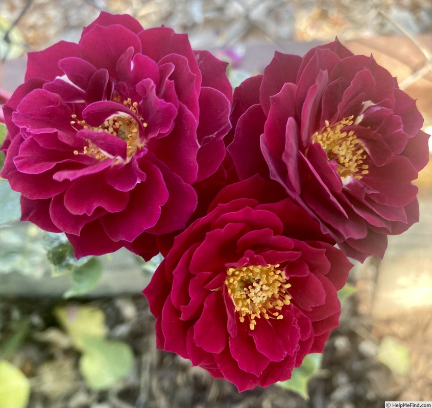 'Dakota Redwing' rose photo