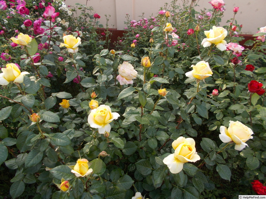 'Bataclan ®' rose photo