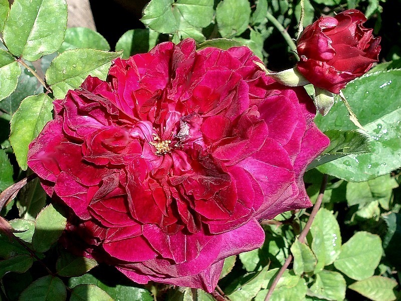 'Munstead Wood ®' rose photo