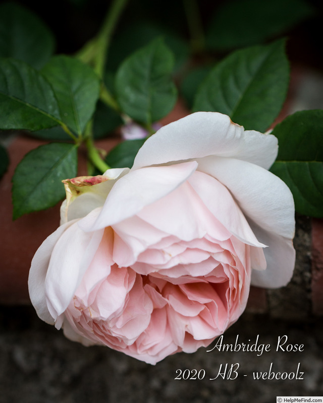 'Ambridge Rose ®' rose photo