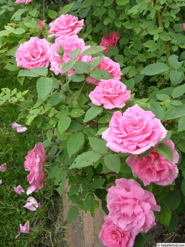 'Zéphirine Drouhin ' Rose Photo