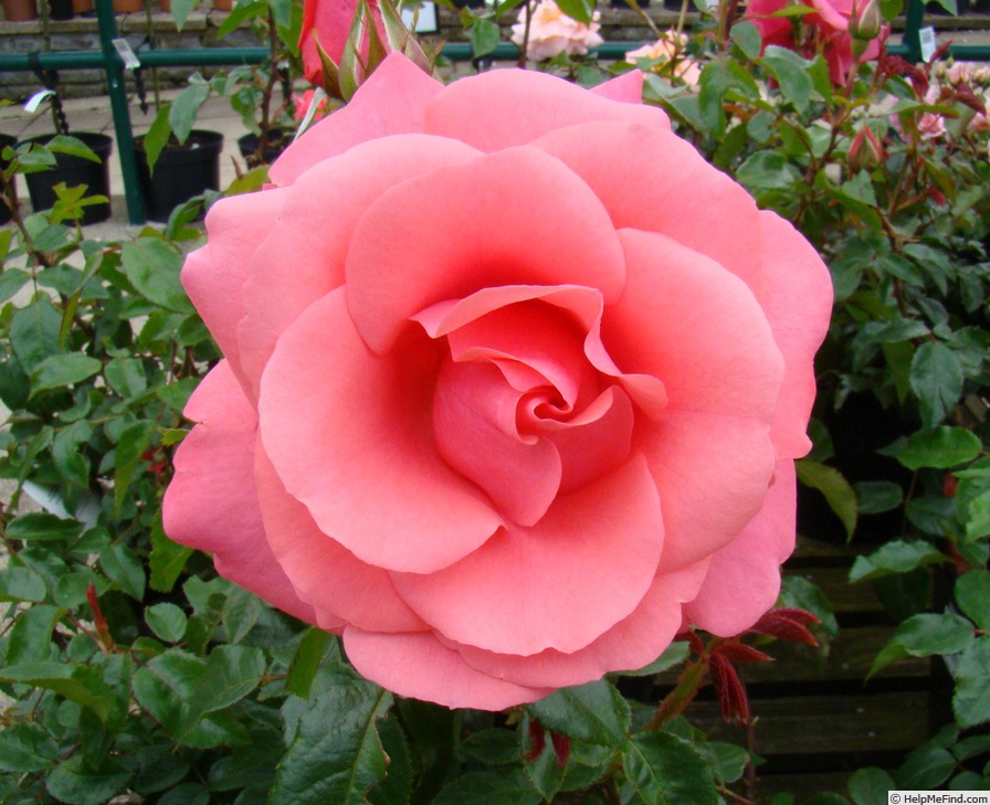 'Showtime (hybrid tea, Lindquist 1969)' rose photo