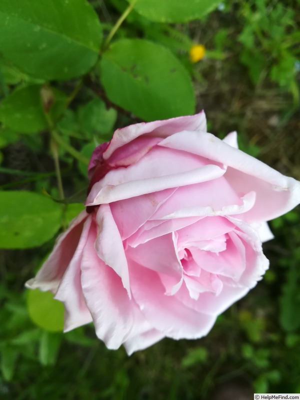 'Dr. Masaryk' rose photo