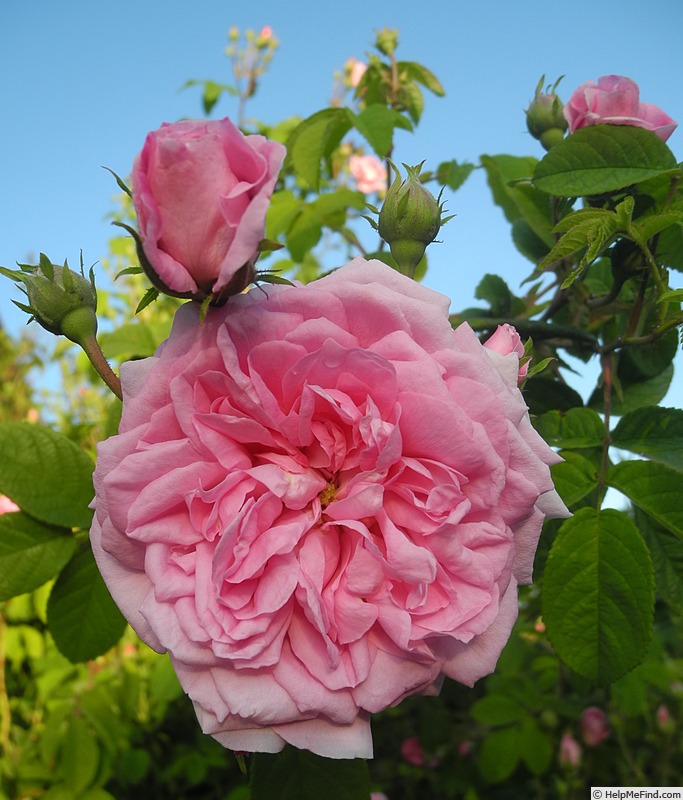 'Ispahan (damask, Unknown, before 1827)' rose photo