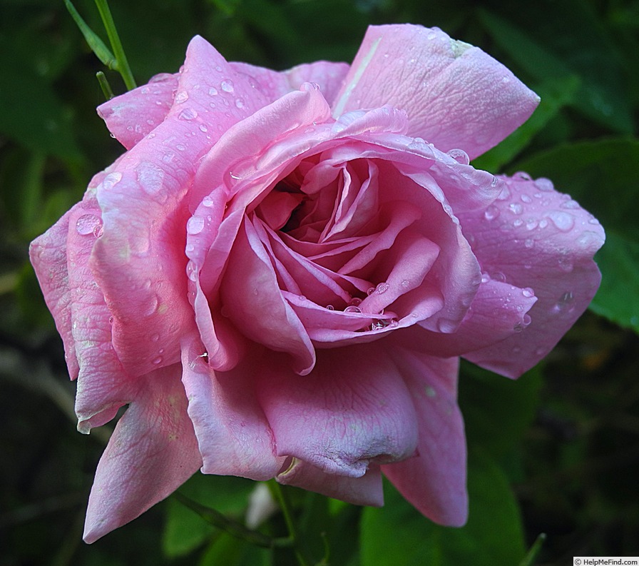'Ispahan (damask, Unknown, before 1827)' rose photo
