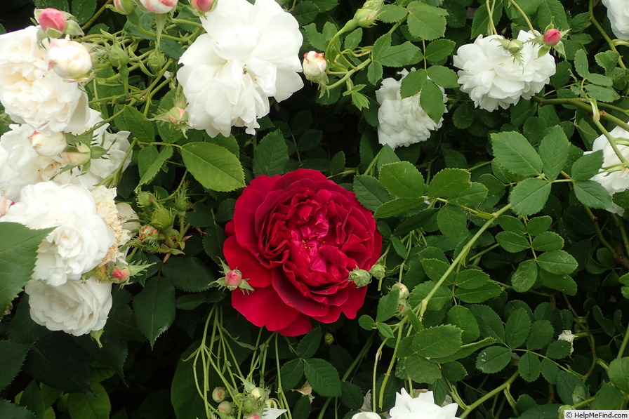 'Dark Lady' rose photo