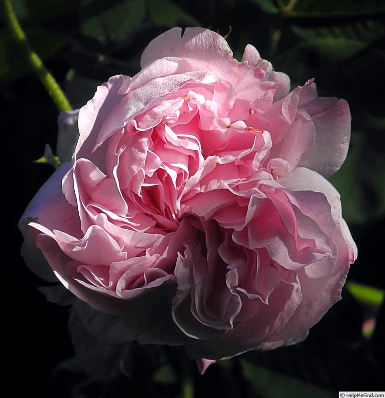 'Blush Hip' rose photo