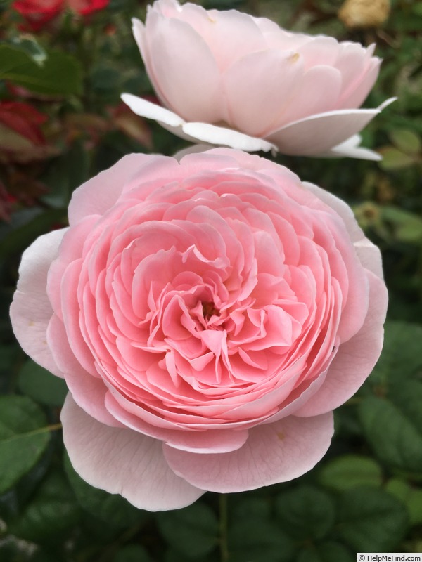 'Queen of Sweden' rose, click to enlarge 'Queen of Sweden' rose photo