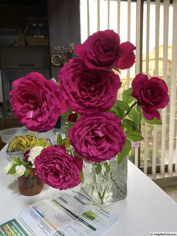 'Jennifer Rose' rose, click to enlarge 'Jennifer Rose' rose photo